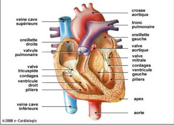 Naturopathie et problème cardiaque de valve chez le chien âgé