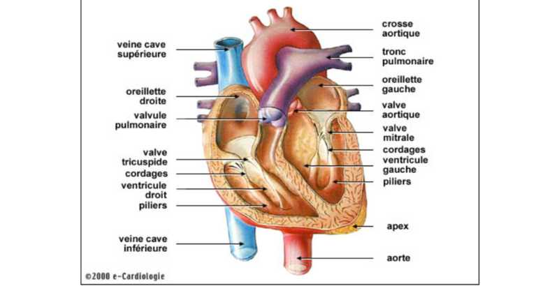 Naturopathie et problème cardiaque de valve chez le chien âgé