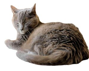 photo du chat du naturopathe animalier en bretagne